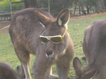 Australian Wildlife : Bonorong Wildlife Reserve (more later)